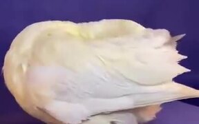 Ducks Cannot Get Wet, Here's Proof - Animals - VIDEOTIME.COM