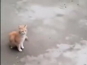 Gang Of Puppies Vs The Cat
