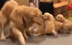 Papa Doggo Is Done With Parental Responsibilities - Animals - VIDEOTIME.COM
