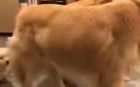 Papa Doggo Is Done With Parental Responsibilities - Animals - VIDEOTIME.COM