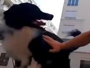 Doggo Beats Human To Parkour Like A Boss