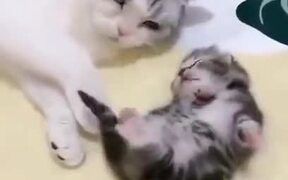 Mother Cat Comforts Kitten Having Nightmare - Animals - VIDEOTIME.COM
