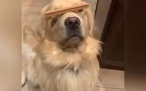 Doggo Balances Treat On Snoot - Animals - VIDEOTIME.COM