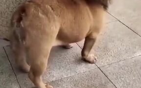 Funny Dog Video - Animals - VIDEOTIME.COM