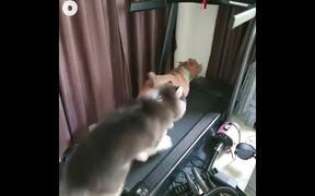 Dogs Running In Treadmill - Animals - VIDEOTIME.COM