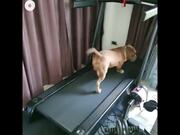 Dogs Running In Treadmill