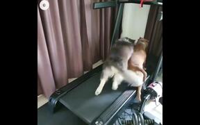 Dogs Running In Treadmill - Animals - VIDEOTIME.COM