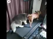 Dogs Running In Treadmill