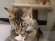 Shelter Kittens Fight To Be Chosen First