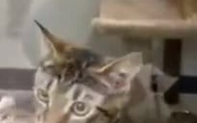 Shelter Kittens Fight To Be Chosen First - Animals - VIDEOTIME.COM