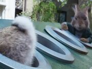 Peter Rabbit 2: The Runaway Final Trailer - Movie trailer - Y8.COM