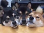 Three Cerberus Doge Does The Mlem