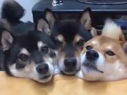 Three Cerberus Doge Does The Mlem