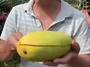How Are These Mangoes So Big?!