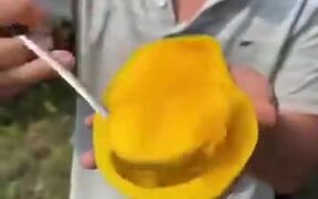 How Are These Mangoes So Big?! - Fun - VIDEOTIME.COM