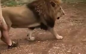 Walking Alongside The King Of The Jungle - Animals - VIDEOTIME.COM