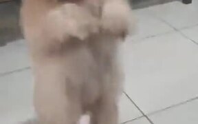 Doggo Does The Shimmy Dance For Treatos - Animals - VIDEOTIME.COM