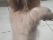 Doggo Does The Shimmy Dance For Treatos