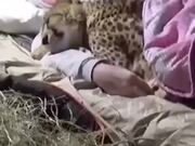 Proof That Cheetahs Are Nothing But Oversized Cats