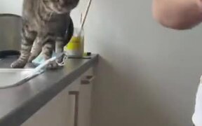 Unmindful Cat Almost Takes A Tumble - Animals - VIDEOTIME.COM