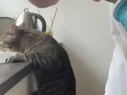 Unmindful Cat Almost Takes A Tumble