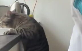 Unmindful Cat Almost Takes A Tumble - Animals - VIDEOTIME.COM