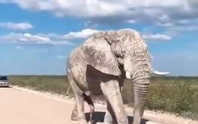 Elephant Covered With Clay - Animals - VIDEOTIME.COM