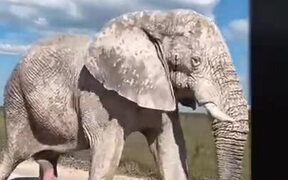 Elephant Covered With Clay - Animals - VIDEOTIME.COM