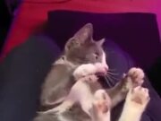 Small Kitten Craves Some Violence