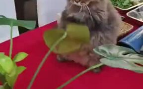 Catto Practices It's Punches On A Leaf