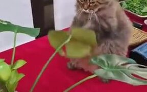Catto Practices It's Punches On A Leaf - Animals - VIDEOTIME.COM