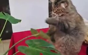Catto Practices It's Punches On A Leaf - Animals - VIDEOTIME.COM