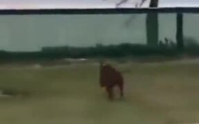 Dogs Jumping Over Fences In Funny Ways - Animals - VIDEOTIME.COM