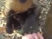 Monkey Pays Person With Some Dried Leaves