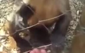 Monkey Pays Person With Some Dried Leaves - Animals - VIDEOTIME.COM