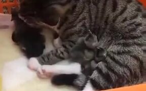 Cat Being Very Gentle To Baby Birds - Animals - VIDEOTIME.COM