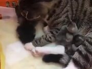 Cat Being Very Gentle To Baby Birds