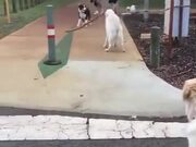 Brother Dog Lends A Helping Jaw