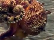 Octopus Literally Takes A Walk On The Ocean Floor