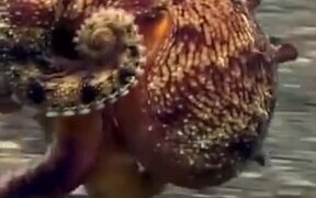 Octopus Literally Takes A Walk On The Ocean Floor - Animals - VIDEOTIME.COM