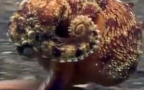 Octopus Literally Takes A Walk On The Ocean Floor - Animals - VIDEOTIME.COM