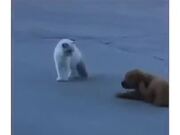 Puppy Is The Best Cat Stalker Ever