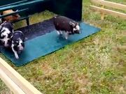 Epic Pig Race With Amazing Comeback