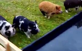 Epic Pig Race With Amazing Comeback - Animals - VIDEOTIME.COM