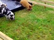 Epic Pig Race With Amazing Comeback