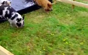 Epic Pig Race With Amazing Comeback - Animals - VIDEOTIME.COM