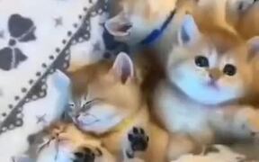 A Whole Bunch Of Cute Sleeping Kittens - Animals - VIDEOTIME.COM