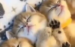 A Whole Bunch Of Cute Sleeping Kittens - Animals - VIDEOTIME.COM
