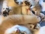 A Whole Bunch Of Cute Sleeping Kittens