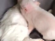 Three Baby Pigs Share A Cat Pillow